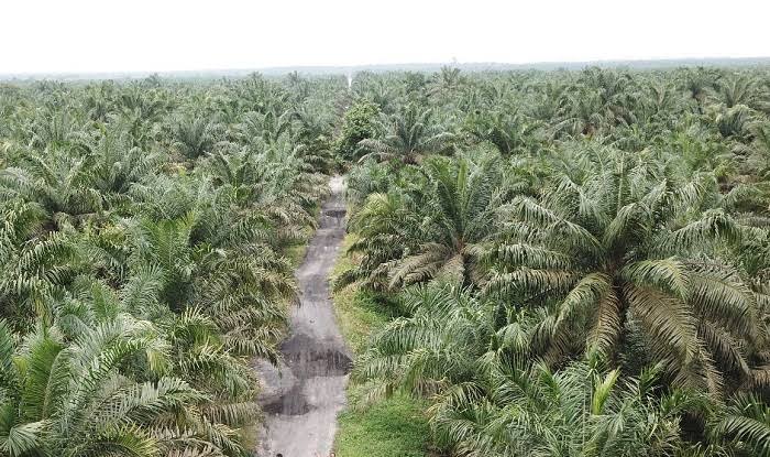 Pemutihan Perkebunan Sawit Ilegal di Kawasan Hutan Bisa Didakwa Turut Merugikan Keuangan Negara