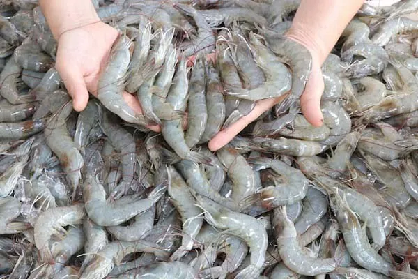 Udang Indonesia Terkontaminasi Radioaktif, Zulhas: Masih Bisa Dimakan